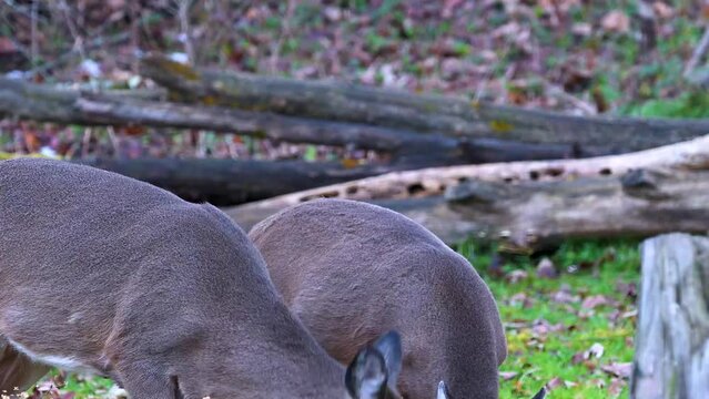 Two does come to feen in our yard.  Two does, not even a year old visit our bird feeder again.  We watched these 2 deer from the time they were fawns.