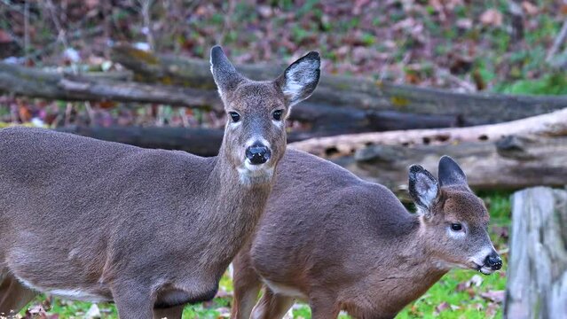 Two does come to feen in our yard.  Two does, not even a year old visit our bird feeder again.  We watched these 2 deer from the time they were fawns.