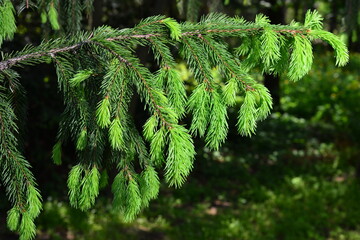 A branch of European spruce or Picea abies with young shoots. Cultivar Virgata or Snake branch spruce