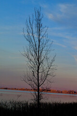 Last rays before sunset silhouette Deciduous Tree, Deer Flat National Wildlife Refuge, Lake Lowell, Nampa, Idaho	
