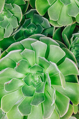 Green succulent plants close-up, natural background