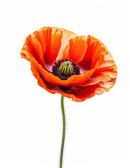 Beautiful red poppy isolated on white with copy space