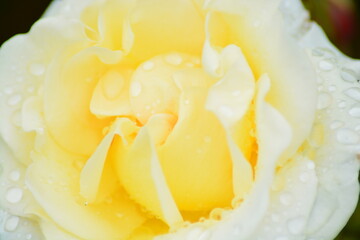 Close up of Fresh beautiful yellow rose in the garden.  

