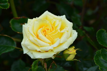 Close up of Fresh beautiful yellow rose in the garden.  