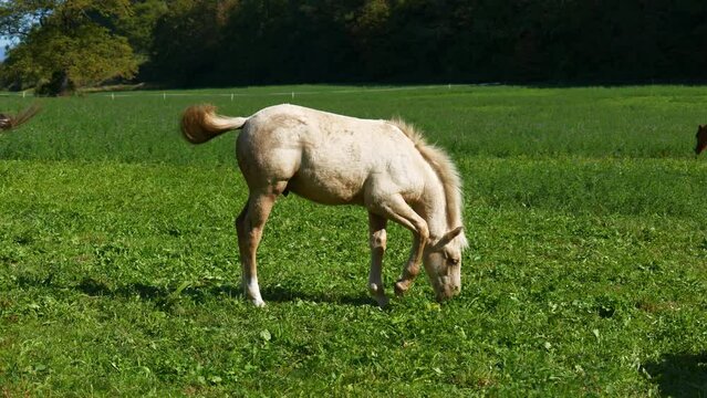 Cheval en nature