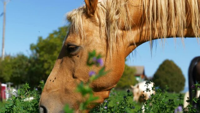 Cheval en nature
