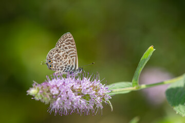 Lang's Short-tailed Blue butterfly on purple coloured flower. Leptotes pyrithous.