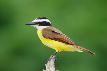 Vibrant Great kiskadee perched on a branch on green background.