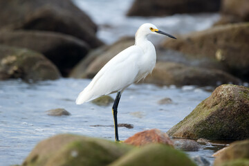 White snowy egret is standing in water among mossy rocks.
