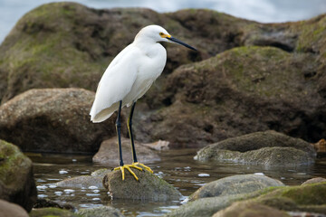 White snowy egret is standing in water among mossy rocks.