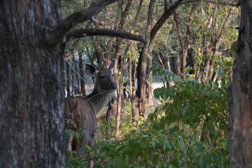 Naklejka na ściany i meble Female Sambar Deer/Doe in Ranthambore National Park