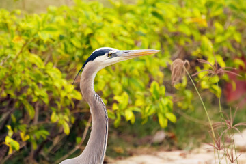 Head of Great blue heron in the background of green shrubs.