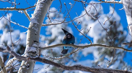 Steller's Jay Catching a Look