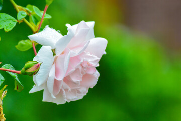 Pale pink English rose. 