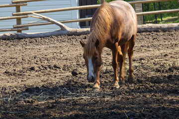 A Horse at a Farm