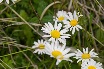 Wild Daises Blooming in Summer 