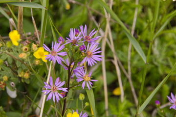 Wild Asters in the Summer