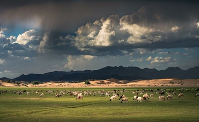Steppe landscape, flock of sheep Mongolia, Mongolia, Asia