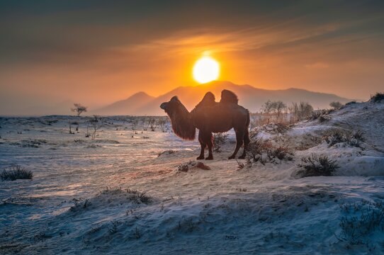 Bactrian camel (Camelus bactrianus) on a winter morning in Mongolia. Mongolia, Mongolia, Asia