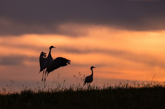 The grey cranes (Grus) dance in the morning. Dornod Province. Mongolia