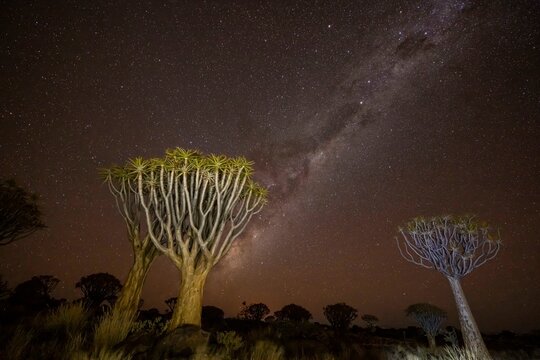 Quiver tree (Aloe dichotoma), Night with starry sky, Gariganus, Keetmanshoop, Namibia, Africa
