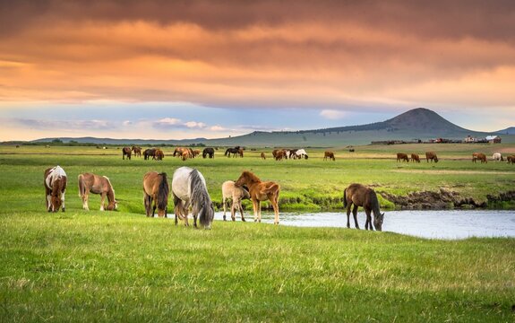 Horses grazing on the banks of the stream in summer. Dornod Province, Mongolia, Asia