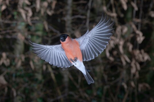 Eurasian bullfinch (Pyrrhula pyrrhula), male approaching the feeding site, North Rhine-Westphalia, Germany, Europe