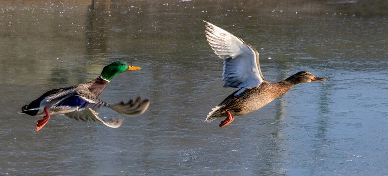 A male and a female duck flying over a frozen lake, Erbacher Stausee, Baden-Wuerttemberg, Germany, Europe