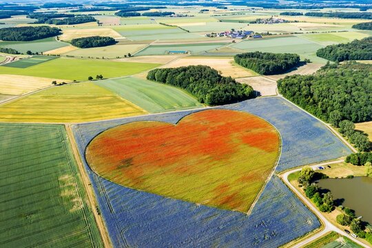 Flowering heart of cornflowers (Centaurea cyanus) and poppies (Papaver) . On an area of ten hectares, 12.5 million poppy blossoms bloom in the Hohenlohe plain alone, drone photo, Blaufelden