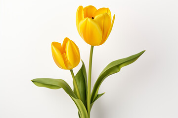A vibrant yellow tulip, isolated on a pure white backdrop, allowing for easy extraction of the flower for versatile applications in floral and spring-themed designs.