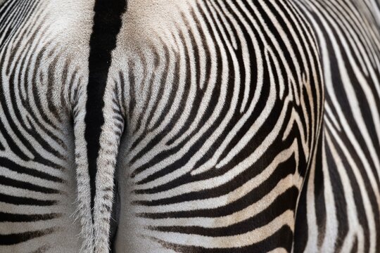 Detail, Steppe zebra (Equus quagga), captive, Zoo, Wilhelma, Stuttgart, Baden-Wuerttemberg, Germany, Europe