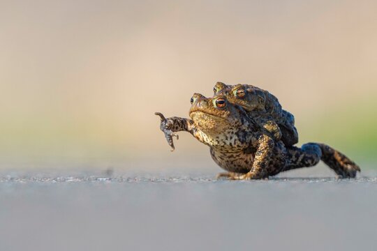 Female common toad (Bufo bufo) carrying male to spawning water, Lake Duemmer, Lembruch, Lower Saxony, Germany, Europe