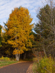 Minnesota's Gitchi-Gimi Trail Lined with Colorful Aspen Trees in the Fall