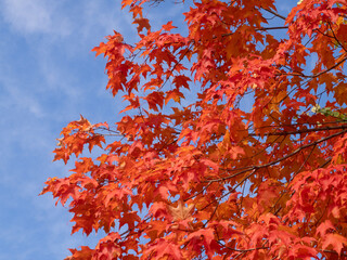 View of Bright Orange Leaves on a Maple Tree From Below