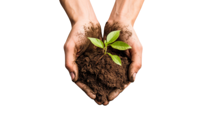 hands holding a plant isolated on white
