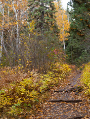 Walking Trail Through a Deciduous Forest in North Shore Minnesota in Autumn