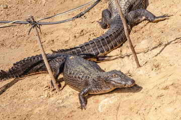 Jacaré na cidade de Corumbá, região do Pantanal Sul, Estado do Mato Grosso do Sul, Brasil