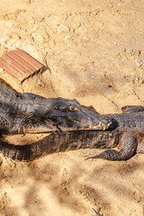 Jacaré na cidade de Corumbá, região do Pantanal Sul, Estado do Mato Grosso do Sul, Brasil
