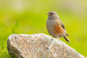 Płochacz halny (Prunella collaris) - obrazy, fototapety, plakaty