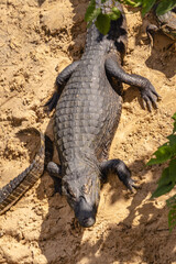 Jacaré na cidade de Corumbá, região do Pantanal Sul, Estado do Mato Grosso do Sul, Brasil
