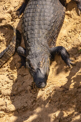 Jacaré na cidade de Corumbá, região do Pantanal Sul, Estado do Mato Grosso do Sul, Brasil