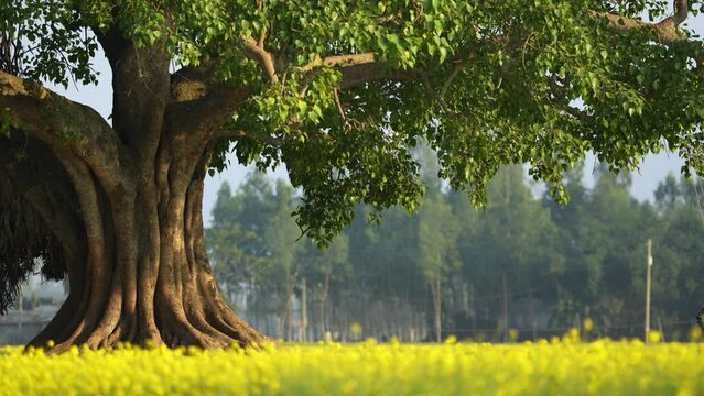 Swinging beneath a majestic banyan tree, children laugh and play amidst a vast golden mustard field. Their carefree joy paints a vibrant picture against the serene rural backdrop