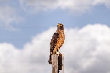 ave na cidade de Corumbá, região do Pantanal Sul, Estado do Mato Grosso do Sul, Brasil