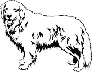Cartoon Black and White Isolated Illustration Vector Of A Pet Golden Retriever Puppy Dog Standing Up