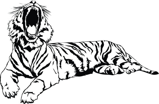 Cartoon Black and White Isolated Illustration Vector Of A Tiger Laying Down Yawning
