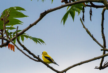 yellow bird on the branch