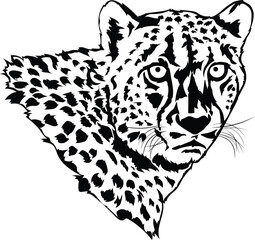 Cartoon Black and White Isolated Illustration Vector Of A Leopards Face and Head
