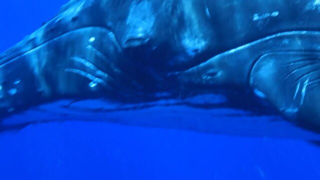 푸른 바다속에서 유영하던 혹등 고래의 눈 클로즈업 영상 