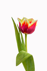 Red-yellow tulip isolated on white background. Spring flower