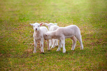 Three new born lambs in springtime at the farm